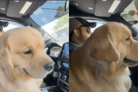 Golden Retriever clingy video