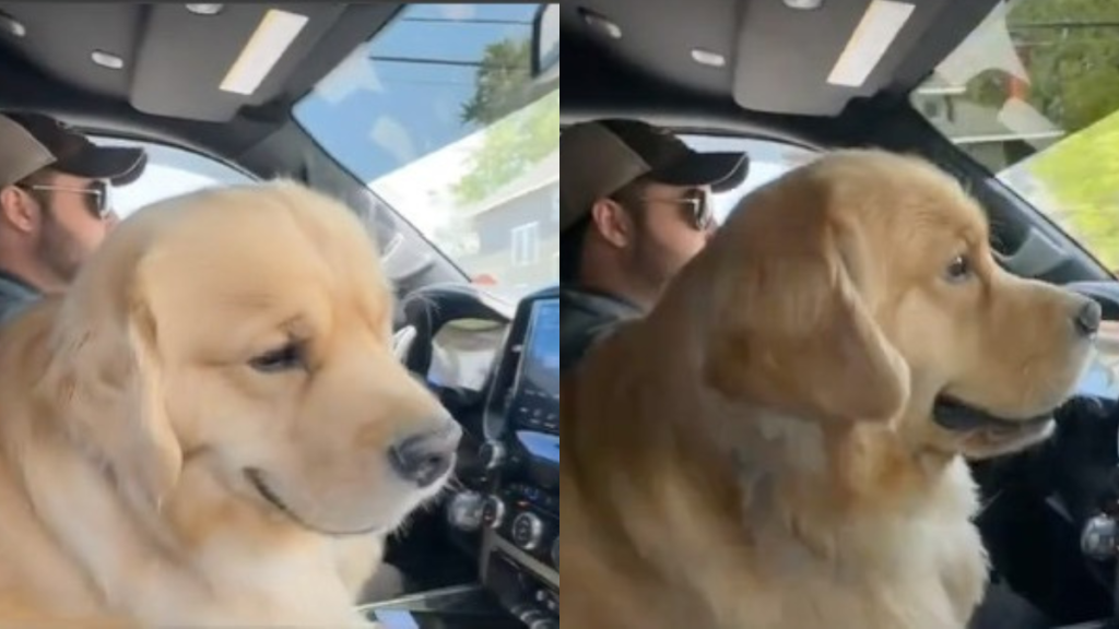 Golden Retriever clingy video