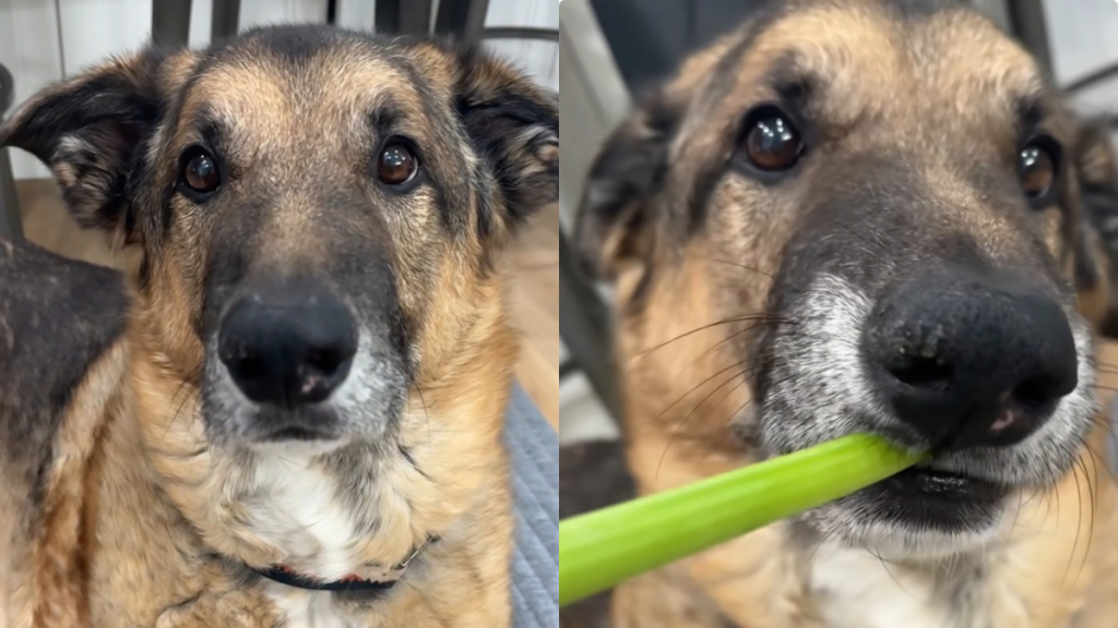 dog celery video