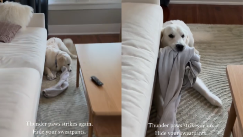Dog face video