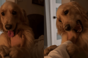 Golden Retriever owner video