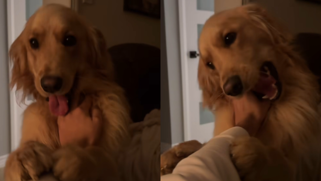 Golden Retriever owner video