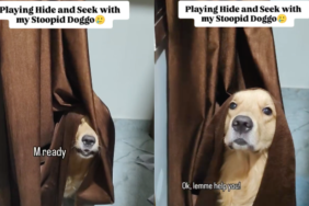 Dog hide and seek video