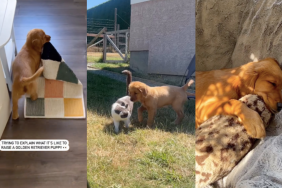 Golden Retriever puppy video