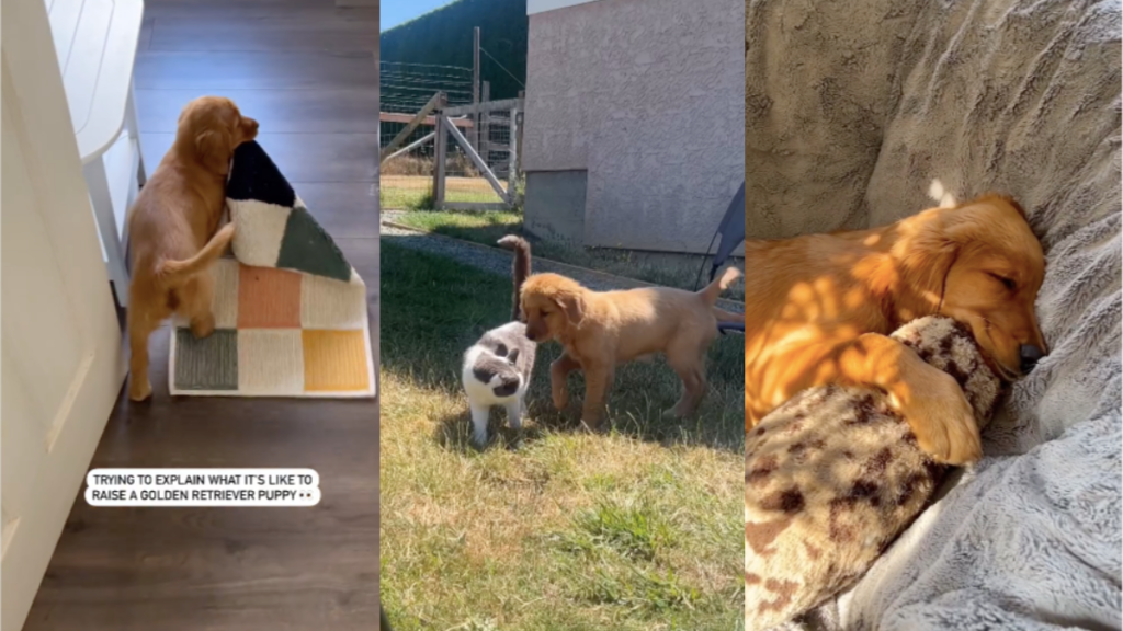 Golden Retriever puppy video