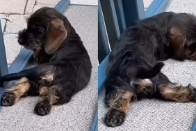 Dachshund ramp video