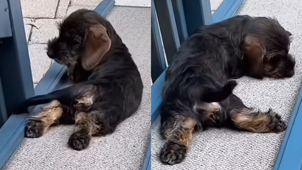 Dachshund ramp video