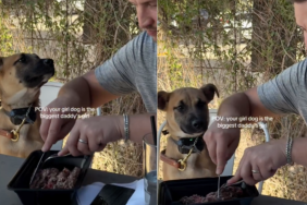 Dog owner love video