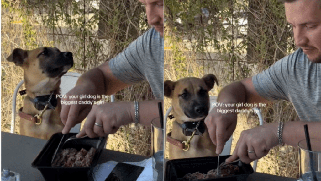 Dog owner love video