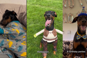 Doberman ancestors video