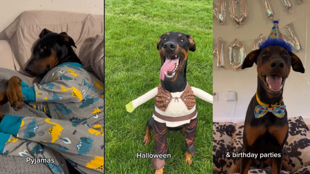 Doberman ancestors video