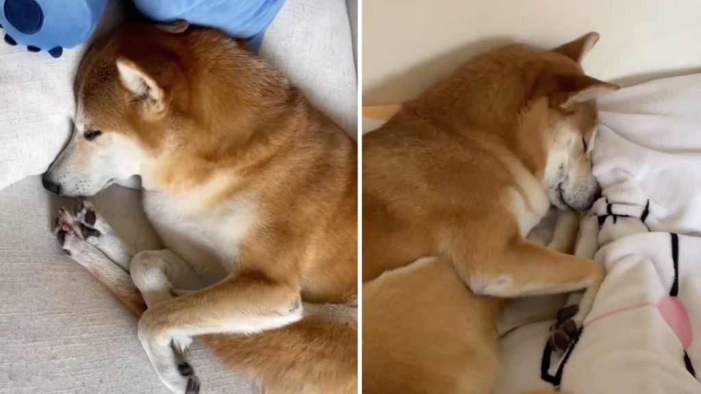 dog sleeping video