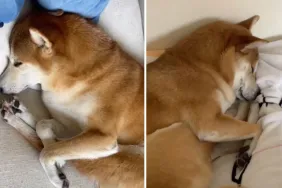 dog sleeping video