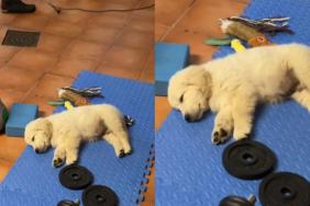 puppy sleeping video
