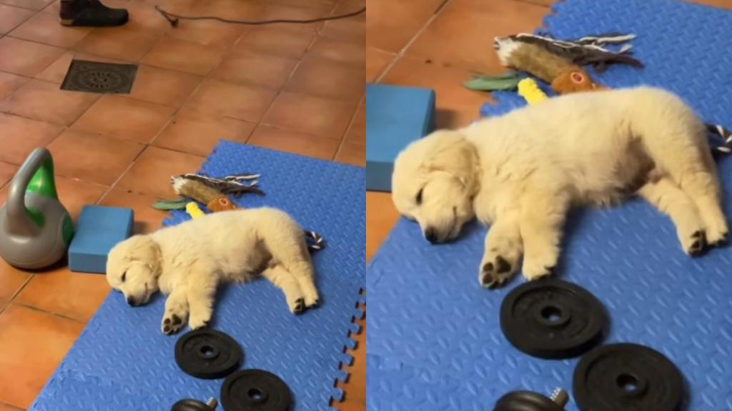 puppy sleeping video