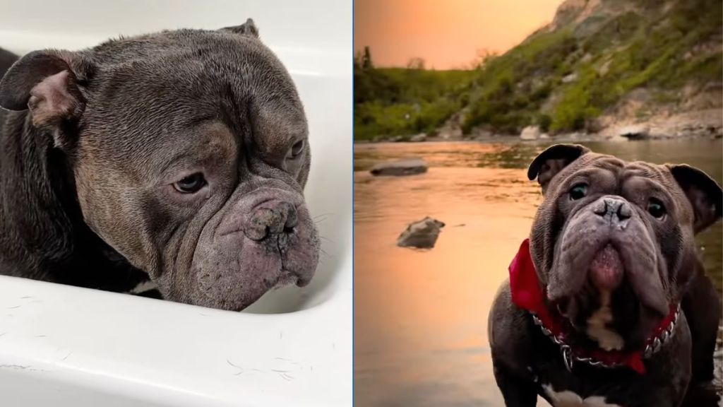 American Bully has a unique 'love/hate relationship' with water in video
