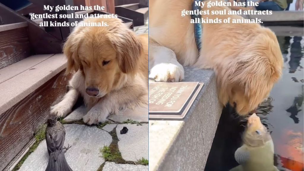 Instagram video shows Golden Retriever's interaction with various animals