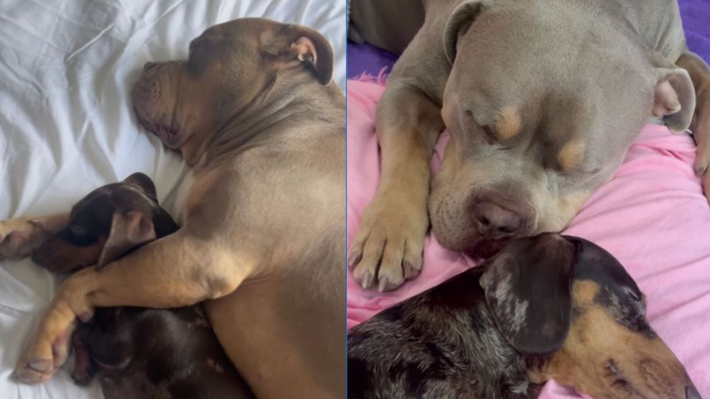 Instagram video shows how American Bully never loses sight of pregnant dog