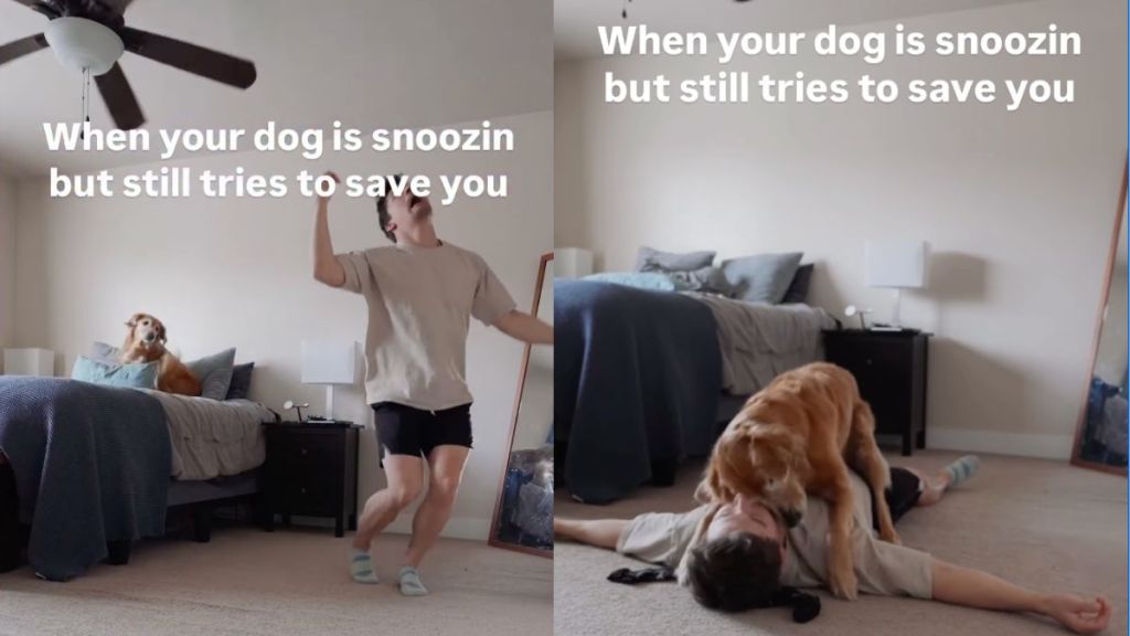 Instagram video shows Golden Retriever jumping from bed to protect owner