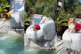 Instagram video shows how Corgis jump into the pool