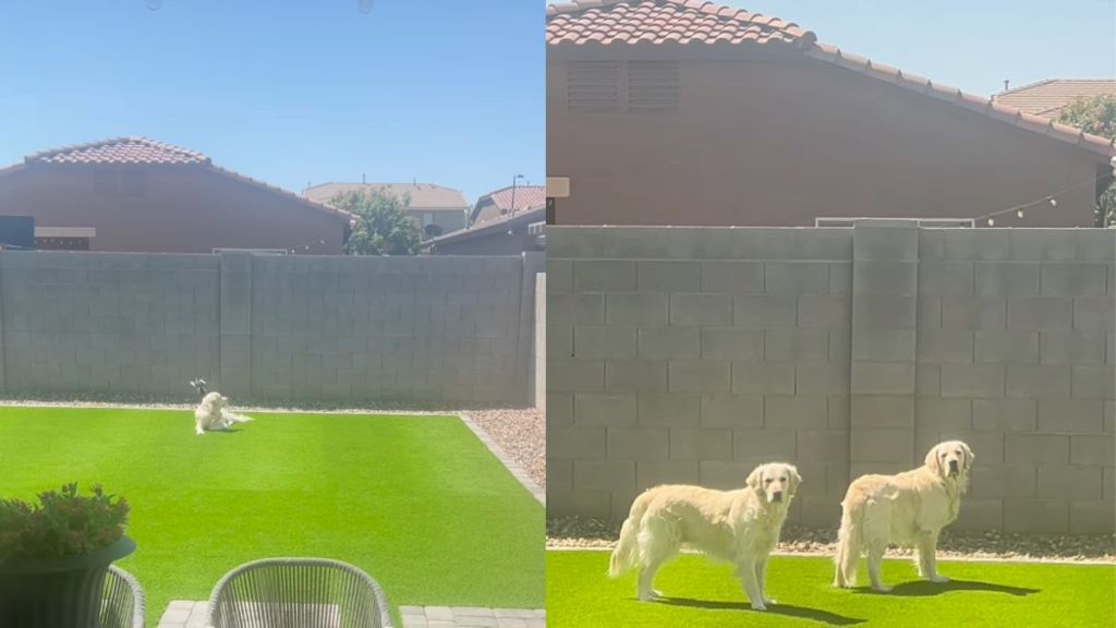 Instagram video shows Golden Retrievers confront a bird