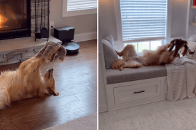 dog toy video