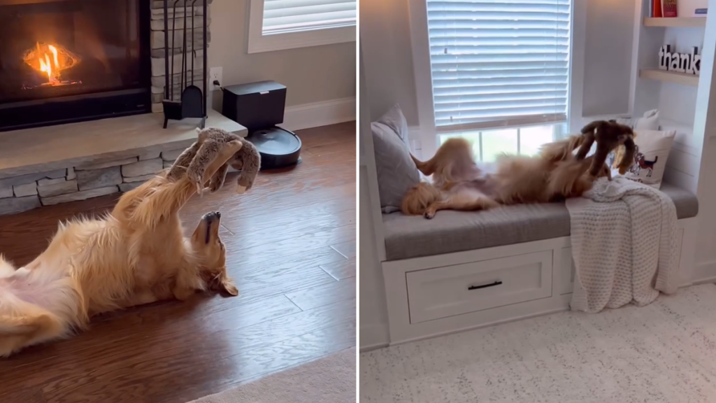 dog toy video