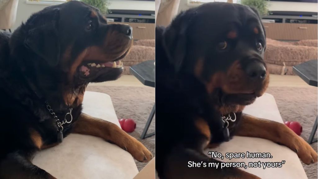 Instagram video shows Rottweiler expressing his thoughts about owner very clearly