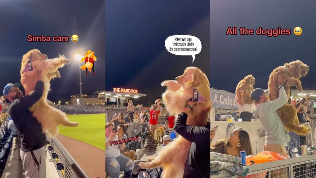 Golden Retriever makes the 'Simba Cam' at baseball game in viral video
