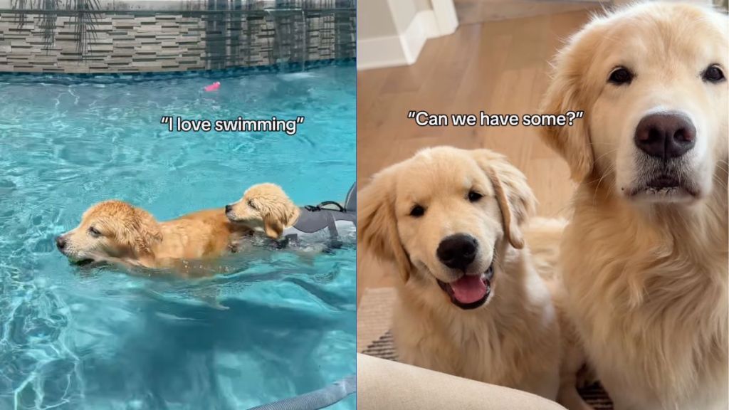 Instagram video shows little dog learning life skills from older brother