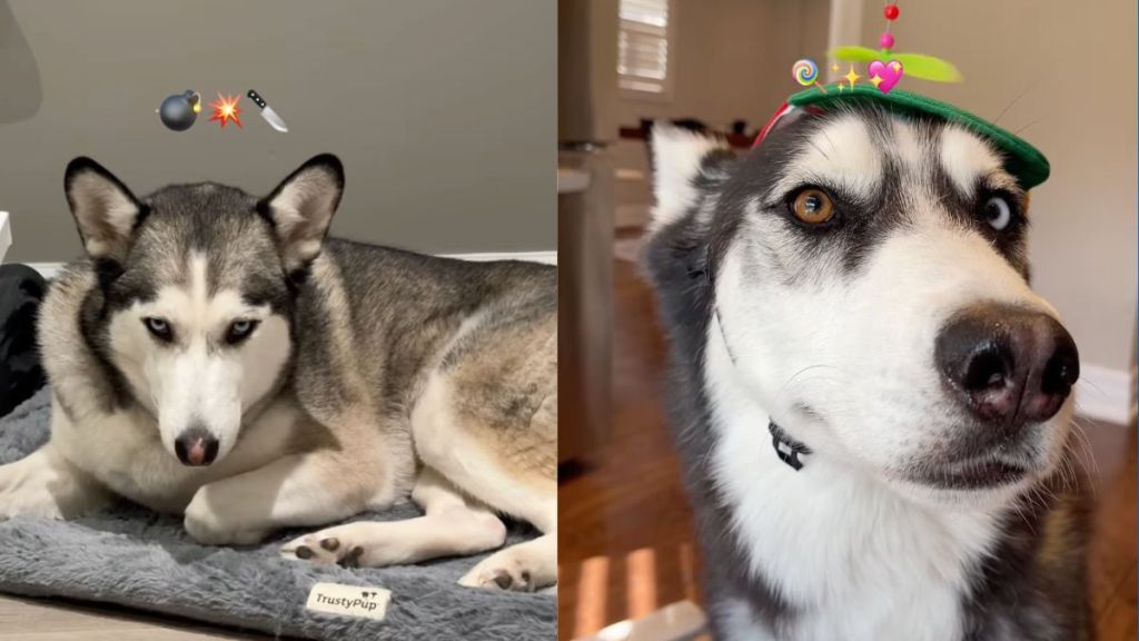 Owner displays Husky twins with completely different personalities