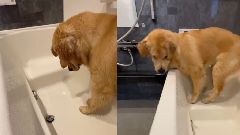 Instagram video shows Golden Retriever playing with bathtub feature