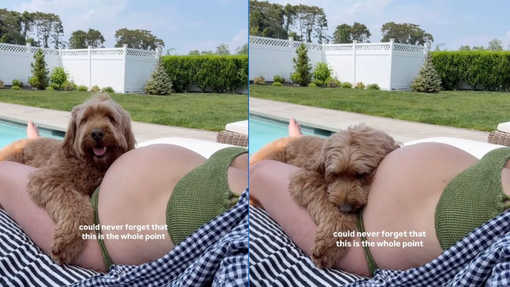 Doodle rests near pregnant mom's baby bump in adorable viral dog video