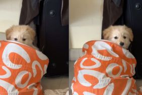Owner reveals Golden Retriever puppy's hiding strategy in funny video