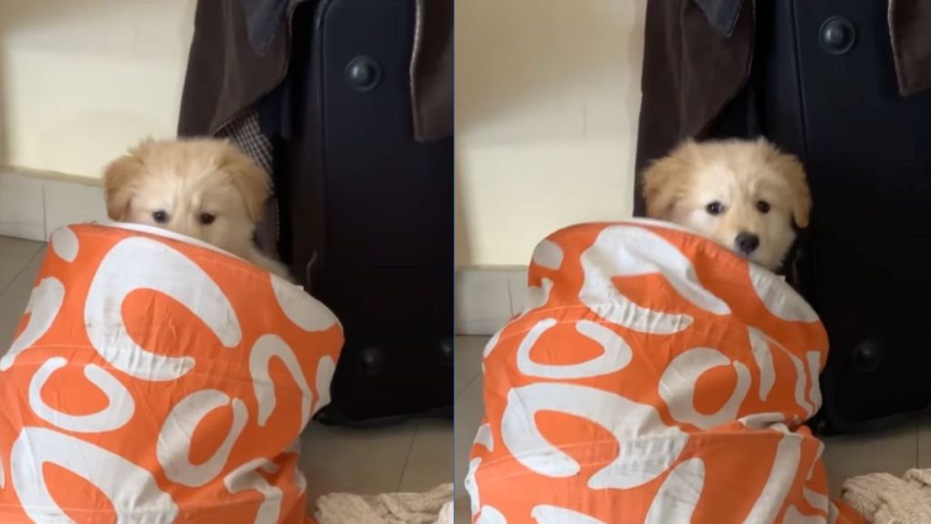 Owner reveals Golden Retriever puppy's hiding strategy in funny video