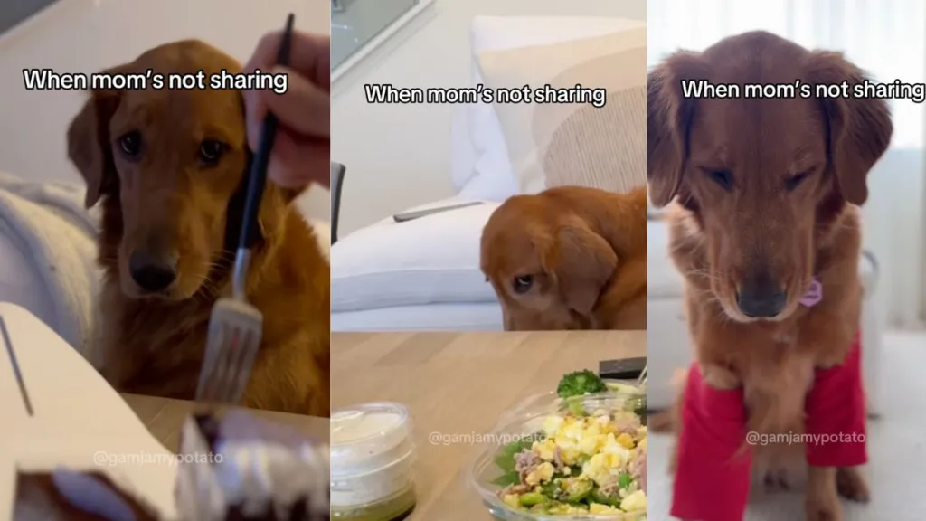 Instagram video shows Golden Retriever reacting to food not being shared