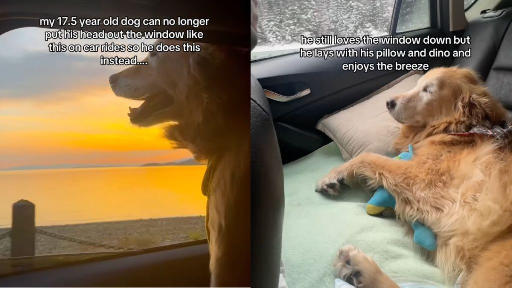 Instagram video shows how senior dog experiences road trips differently