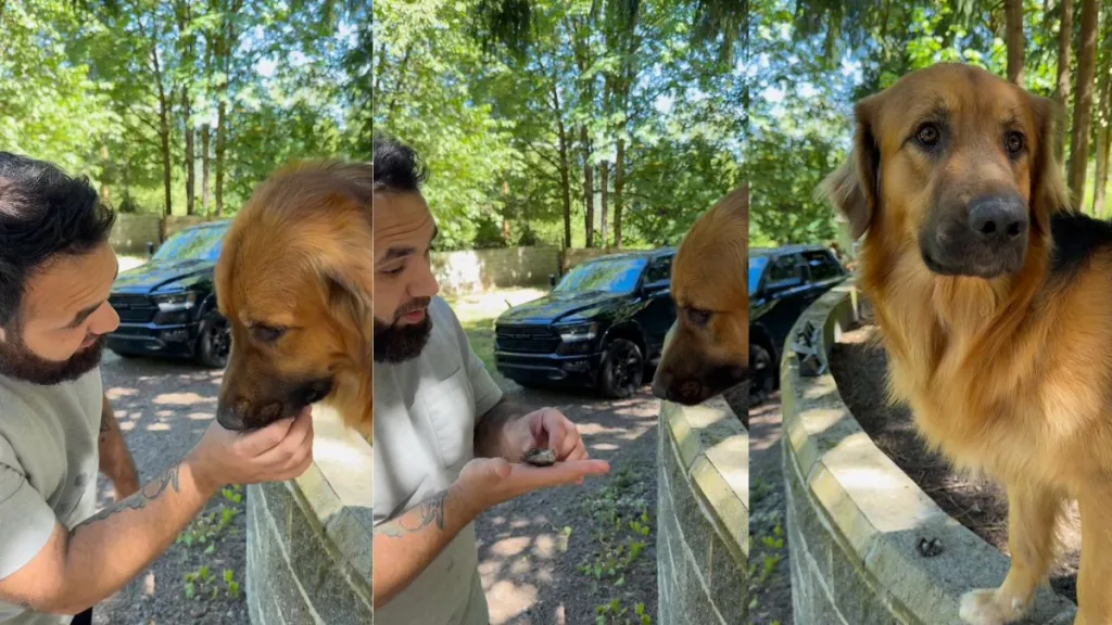 Dog dad negotiates with Golden Shepherd to not eat a rock in viral video
