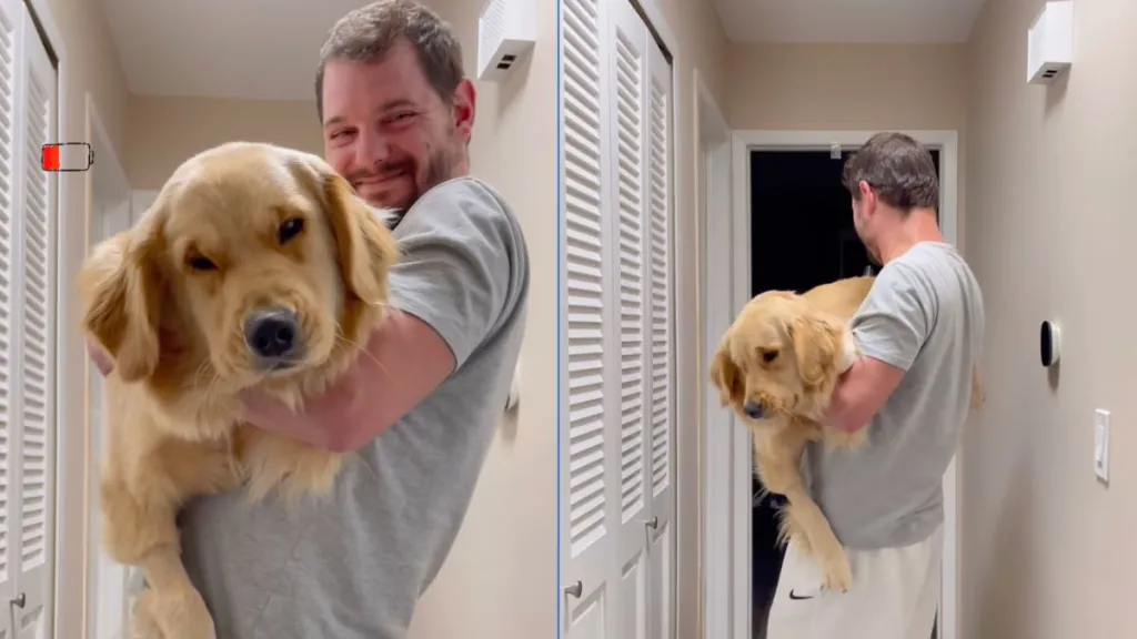 Sleepy dog has to be carried to bed by dad in cute video