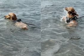 Cocker Spaniel's perfect hair flip goes viral on Instagram