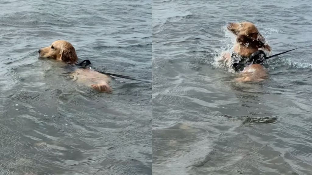 Cocker Spaniel's perfect hair flip goes viral on Instagram