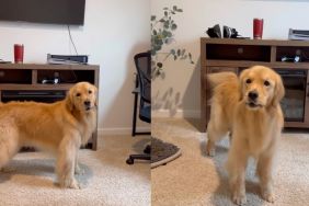 Owner shows Golden Retriever yodeling during dinner time in cute video