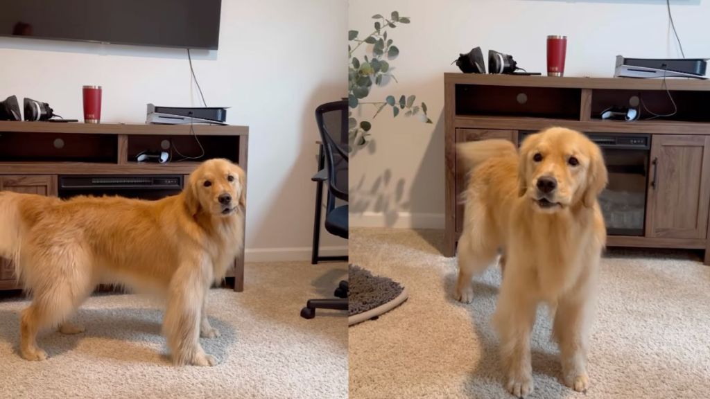 Owner shows Golden Retriever yodeling during dinner time in cute video