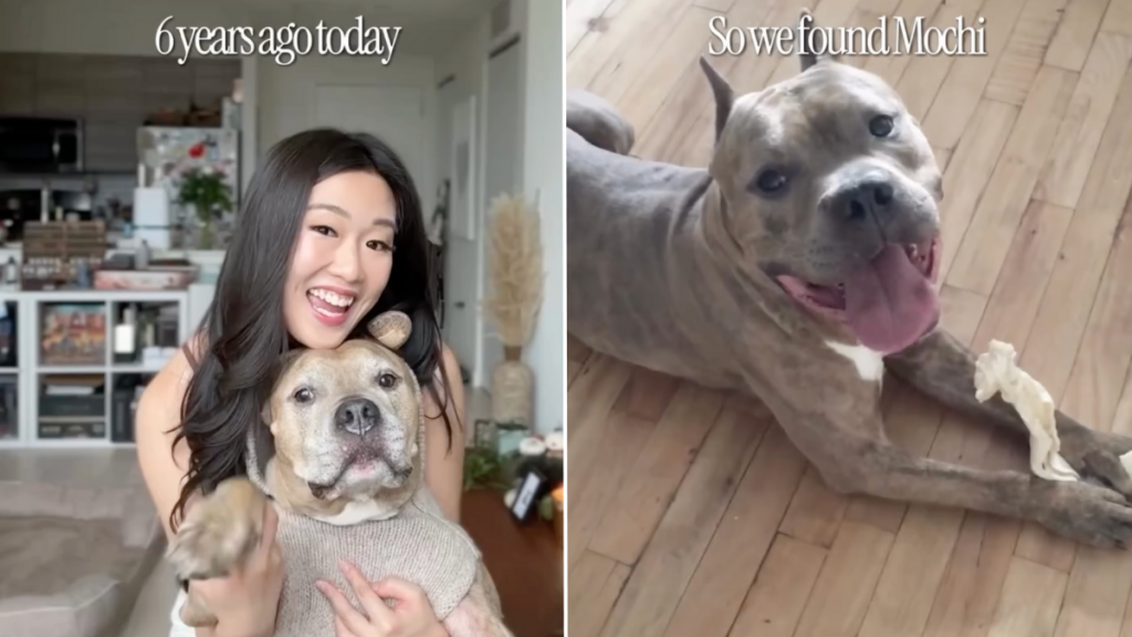 dog adoption video