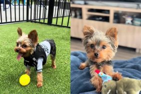 Yorkie video