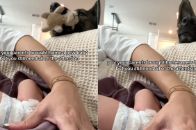 dog baby fetch video