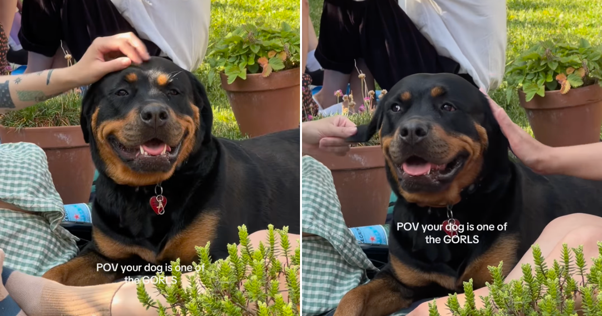 Video: Rottweiler Can’t Stop Smiling on Picnic With Girlfriends - DogTime