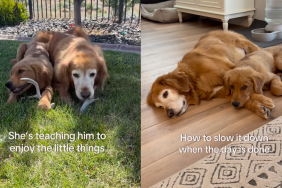 Golden Retriever siblings video