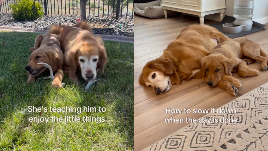Golden Retriever siblings video