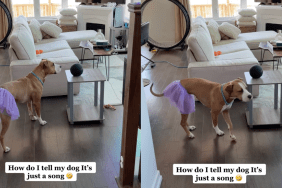 Pitbull song command video